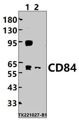 CD84 Rabbit Polyclonal Antibody - image 1