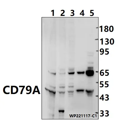 CD79A Rabbit Polyclonal Antibody - image 1