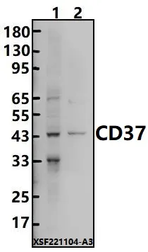 CD37 Rabbit Polyclonal Antibody - image 1