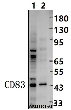 CD83 Rabbit Polyclonal Antibody - image 1