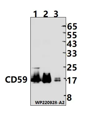 CD59 Rabbit Polyclonal Antibody - image 1