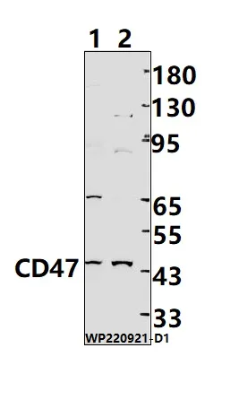 CD47 Rabbit Polyclonal Antibody - image 1