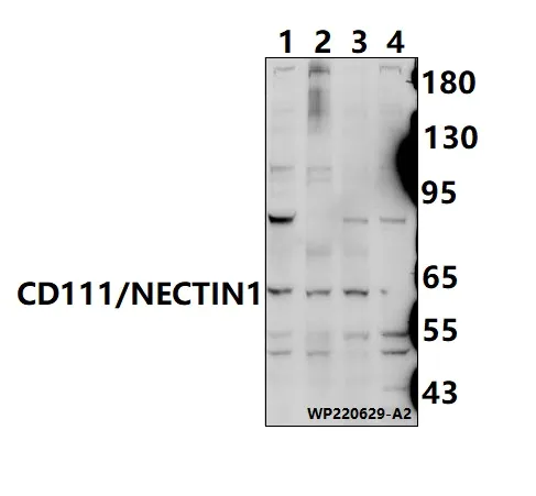 PVRL1 (NECTIN1) Rabbit Polyclonal Antibody - image 1