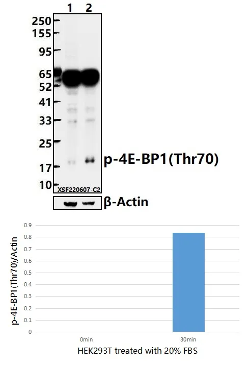 EIF4EBP1 Rabbit Polyclonal Antibody - image 1