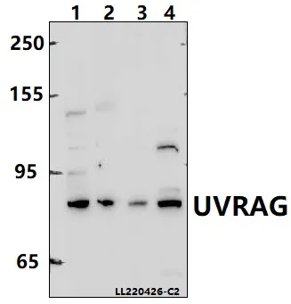 UVRAG Rabbit Polyclonal Antibody - image 1