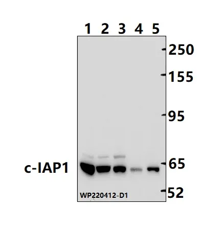 cIAP1 (BIRC2) Rabbit Polyclonal Antibody - image 1