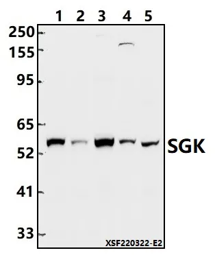 Rabbit Polyclonal Antibody - image 1