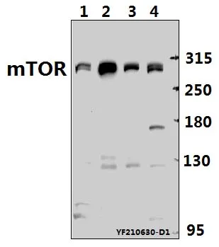 MTOR Rabbit Polyclonal Antibody - image 1