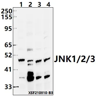 JNK1 (MAPK8) Rabbit Polyclonal Antibody - image 1