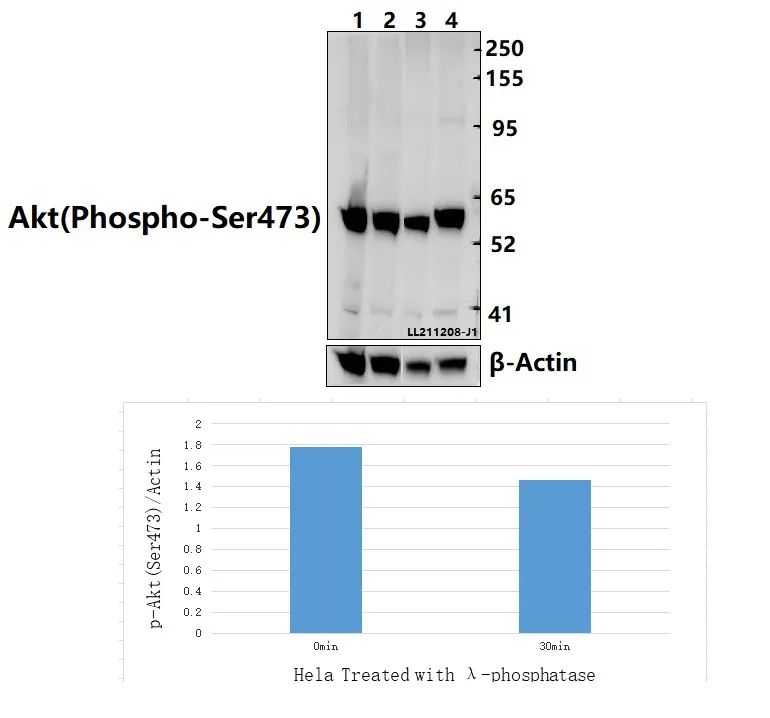 Rabbit Polyclonal Antibody - image 1