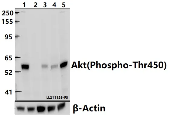 Rabbit Polyclonal Antibody - image 1