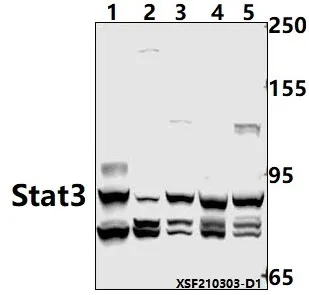 STAT3 Rabbit Polyclonal Antibody - image 1