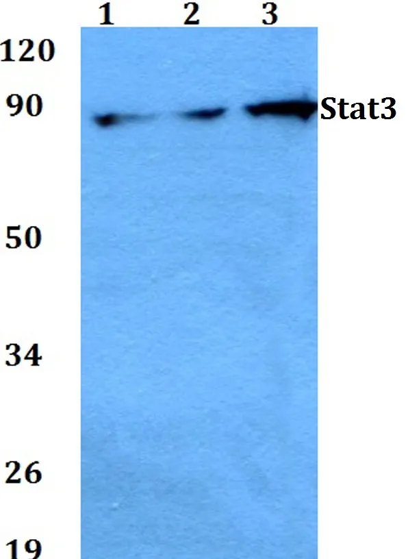 STAT3 Rabbit Polyclonal Antibody - image 1