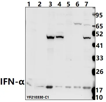 IFNA13 (IFNA1) Rabbit Polyclonal Antibody - image 1