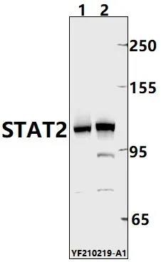 STAT2 Rabbit Polyclonal Antibody - image 1