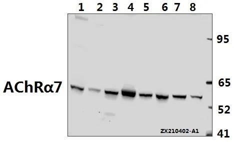 Rabbit Polyclonal Antibody - image 1