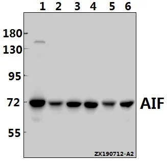 Rabbit Polyclonal Antibody - image 1