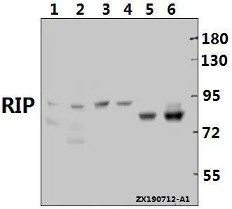 Rabbit Polyclonal Antibody - image 1