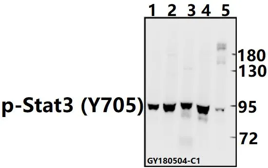 STAT3 Rabbit Polyclonal Antibody - image 1