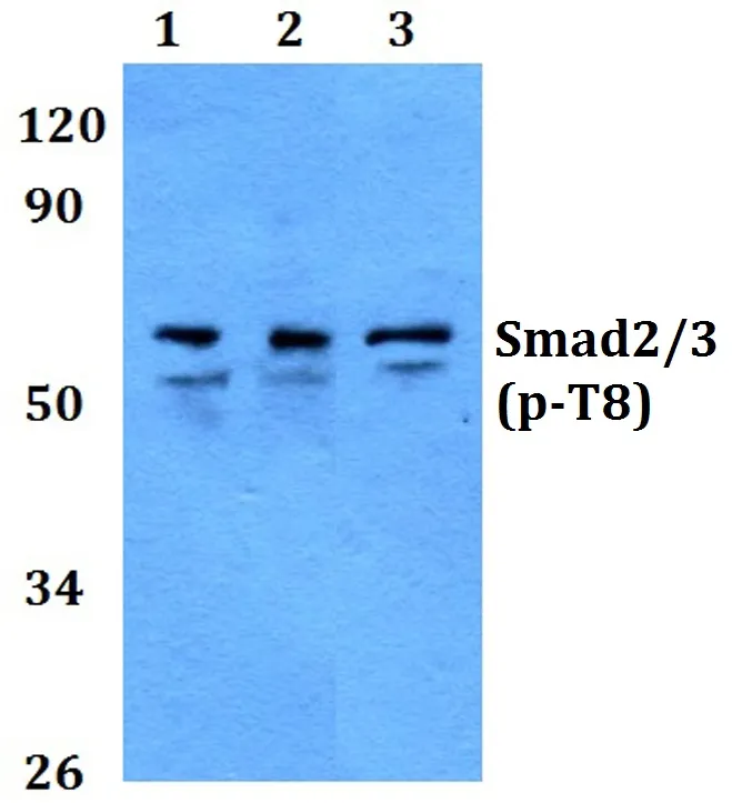 Rabbit Polyclonal Antibody - image 1