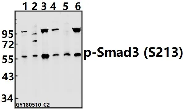 SMAD3 Rabbit Polyclonal Antibody - image 1