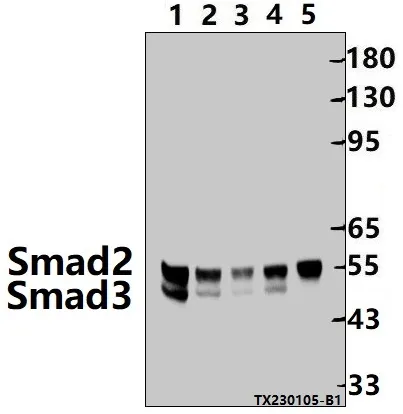 SMAD2 Rabbit Polyclonal Antibody - image 1