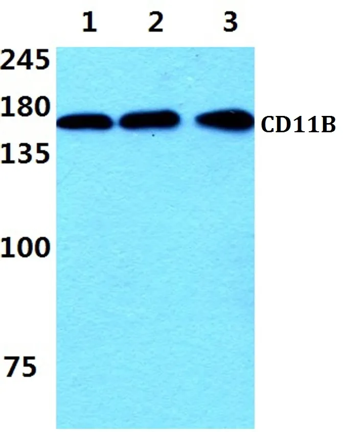 CD11b (ITGAM) Rabbit Polyclonal Antibody - image 1