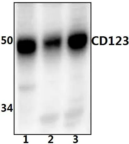 IL3RA Rabbit Polyclonal Antibody - image 1