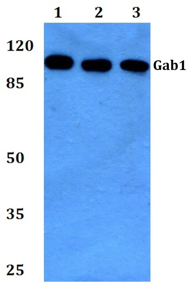 GAB1 Rabbit Polyclonal Antibody - image 1