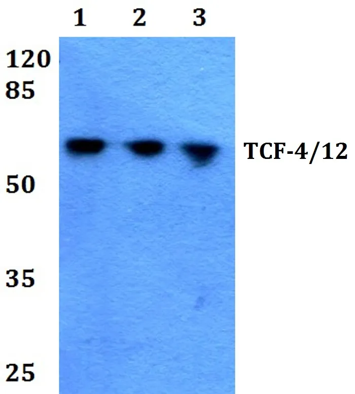 Rabbit Polyclonal Antibody - image 1