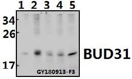 BUD31 Rabbit Polyclonal Antibody - image 1