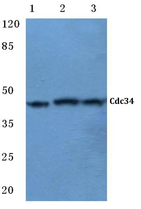 CDC34 Rabbit Polyclonal Antibody - image 1