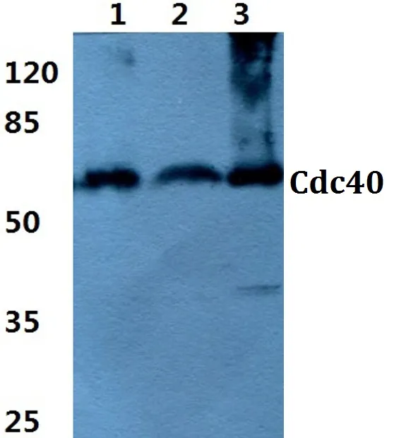 CDC40 Rabbit Polyclonal Antibody - image 1