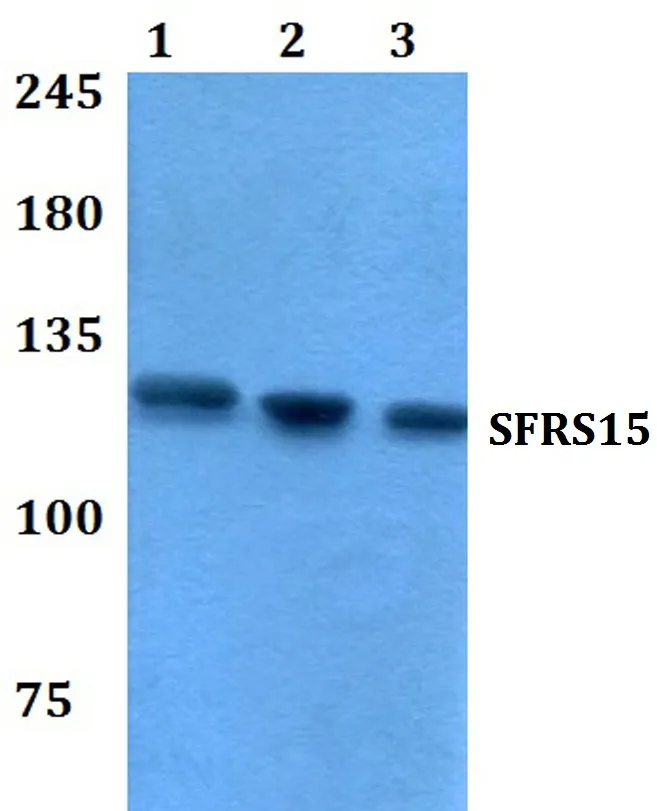SFRS15 (SCAF4) Rabbit Polyclonal Antibody - image 1