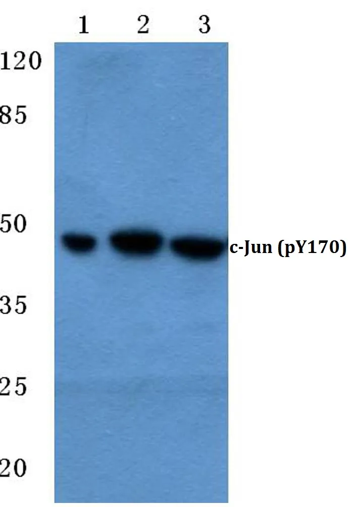 c-Jun (JUN) Rabbit Polyclonal Antibody - image 1