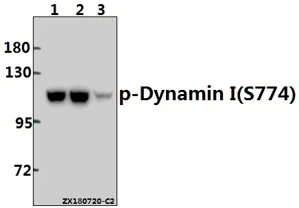 Dynamin 1 (DNM1) Rabbit Polyclonal Antibody - image 1