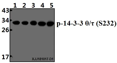 14-3-3 theta (YWHAQ) Rabbit Polyclonal Antibody - image 1