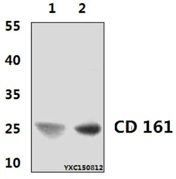CD161 (KLRB1) Mouse Polyclonal Antibody - image 1