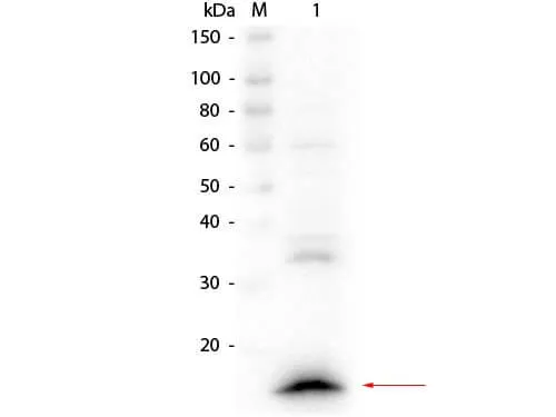 VhH Antibody - image 1