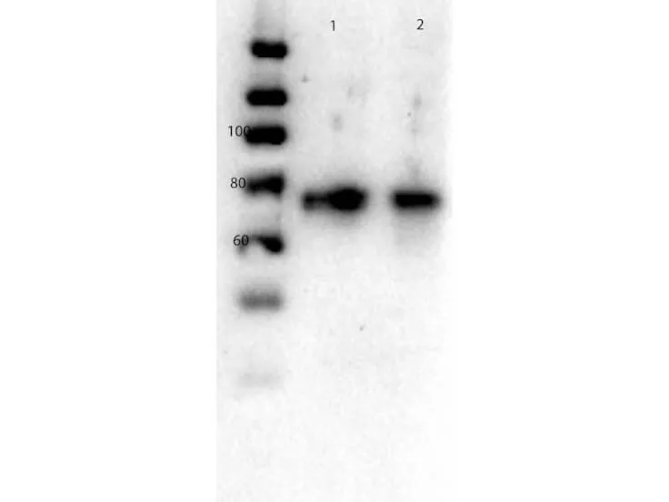 Slc2a2 Rabbit Polyclonal Antibody - image 1