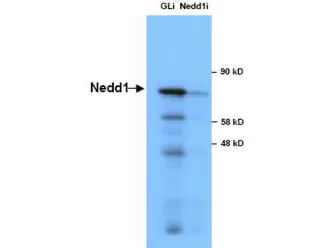 NEDD1 Rabbit Polyclonal Antibody - image 1