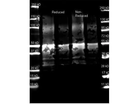 Goat Polyclonal Antibody - image 1