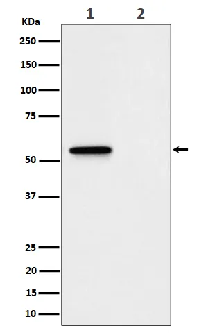 Mlkl Rabbit Monoclonal Antibody - image 1
