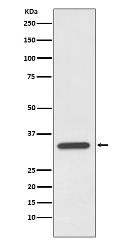 Caspase-7 (CASP7) Rabbit Monoclonal Antibody - image 1