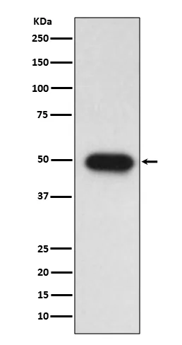 TGF beta 1 (TGFB1) Rabbit Monoclonal Antibody - image 1