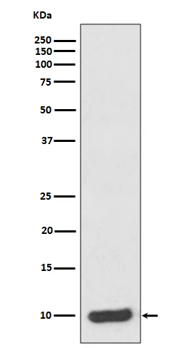 S100 alpha 6 (S100A6) Rabbit Monoclonal Antibody - image 1
