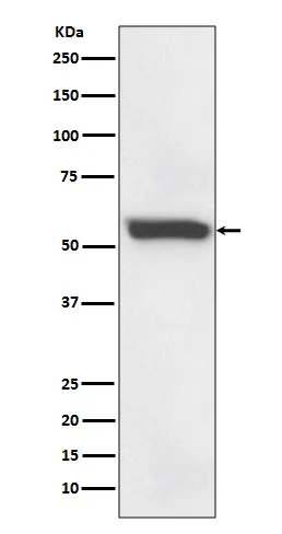 FTCD Rabbit Monoclonal Antibody - image 1