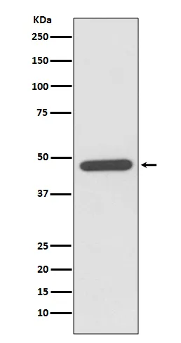 NEUROD1 Rabbit Monoclonal Antibody - image 1