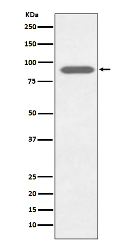 Lactoferrin (LTF) Rabbit Monoclonal Antibody - image 1
