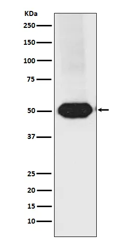 MEF2C Rabbit Monoclonal Antibody - image 1